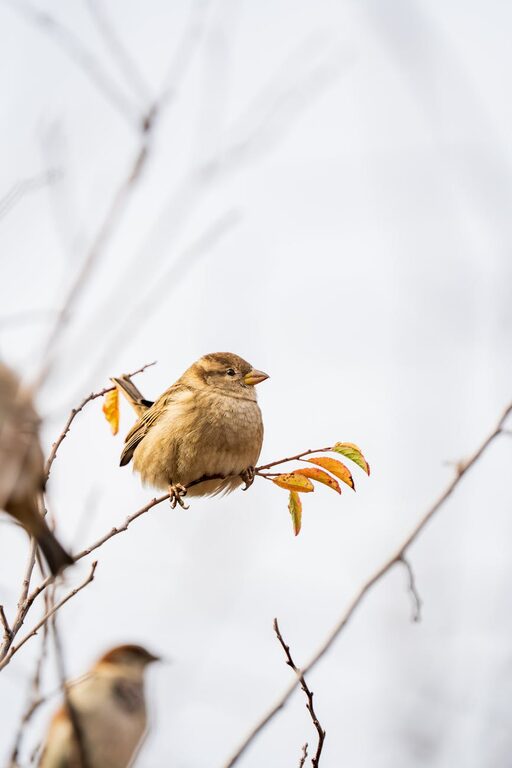 Post: Beginner tips for backyard birdwatching
